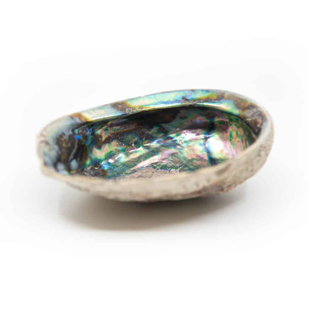 Coquillage d'Ormeau | Extra Large | 10 à 14 cm